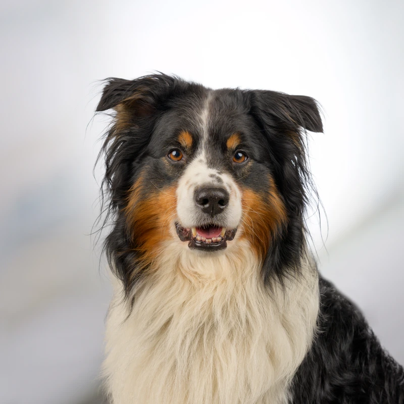 Milo
